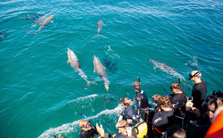 Perth: Swim with Wild Dolphins Tour - Is $211 good value?