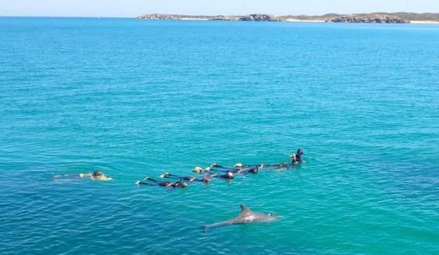 Perth: Swim with Wild Dolphins Tour - Who will enjoy this most?