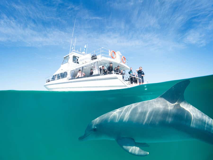 Perth: Swim with Wild Dolphins Tour - From Perth to Rockingham’s sheltered bays