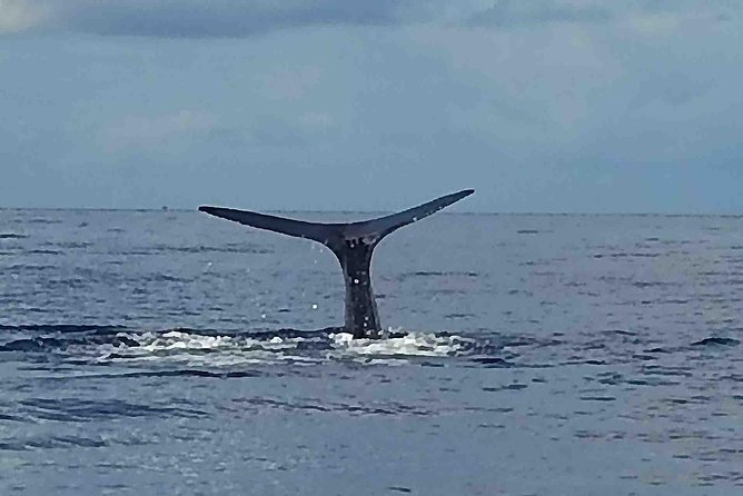 PH Whale Watch & Dolphin Cruise in Dominica - A small boat makes the biggest difference