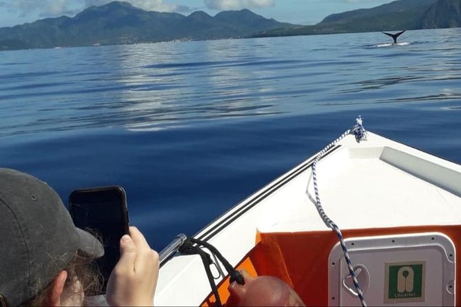 PH Whale Watch & Dolphin Cruise in Dominica - Leaving Roseau for the north coast
