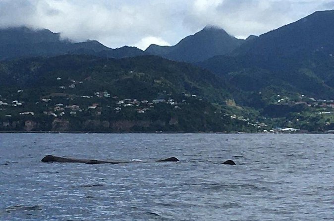 PH Whale Watch & Dolphin Cruise in Dominica - Practical booking advice before you go