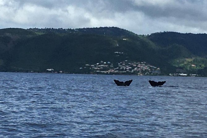 PH Whale Watch & Dolphin Cruise in Dominica - Searching for sperm whales with the crew