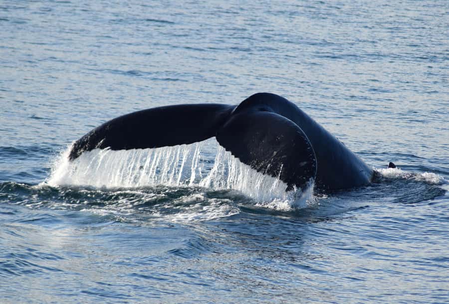 Philip Island: Dolphin and Whale Cruise - Key points to know before booking