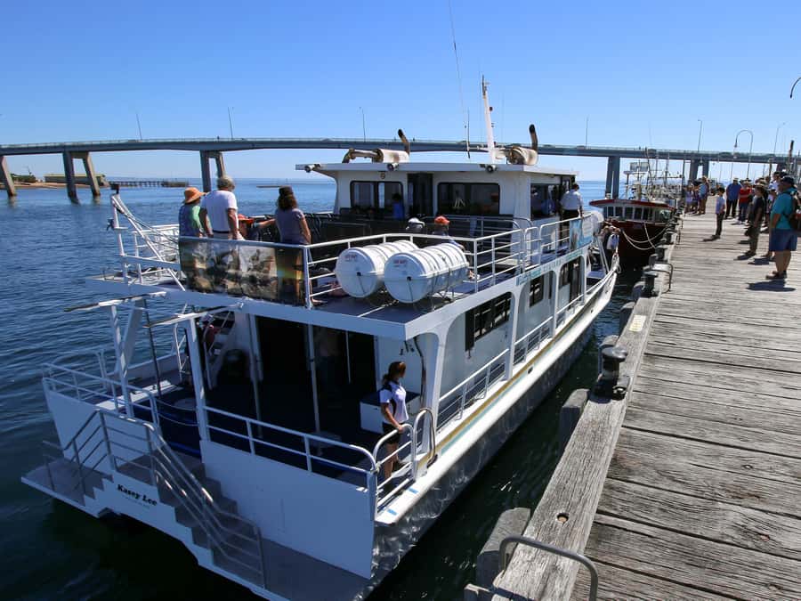 Philip Island: Dolphin and Whale Cruise - Starting out beneath Cape Woolamai’s cliffs