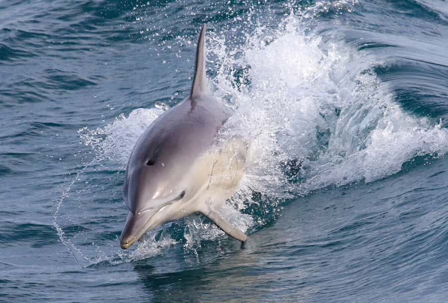 Philip Island: Dolphin and Whale Cruise - Looking for dolphins, seals, and seabirds
