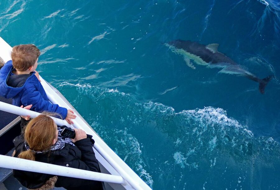 Philip Island: Dolphin and Whale Cruise - What the three-hour route feels like