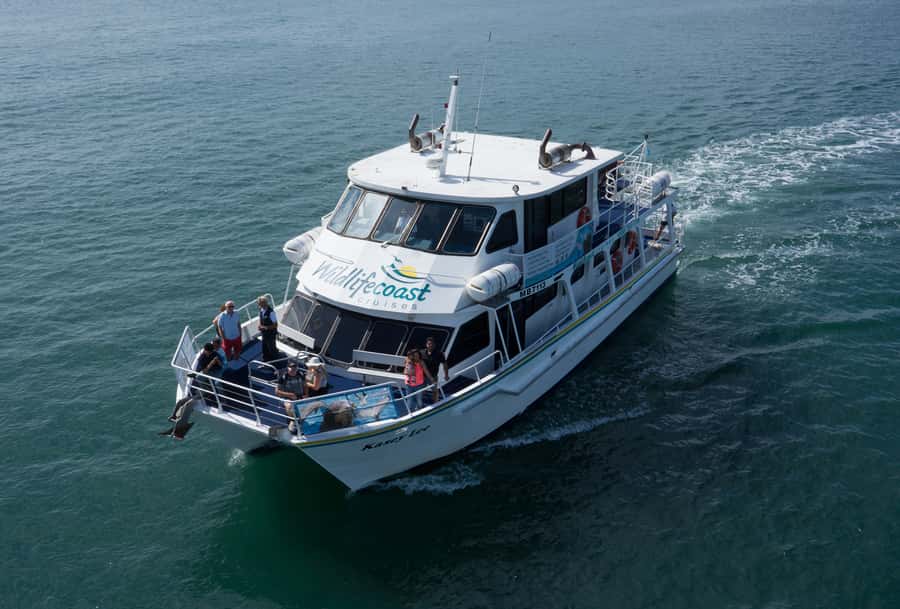 Philip Island: Dolphin and Whale Cruise - Tea, cake, and the licensed bar