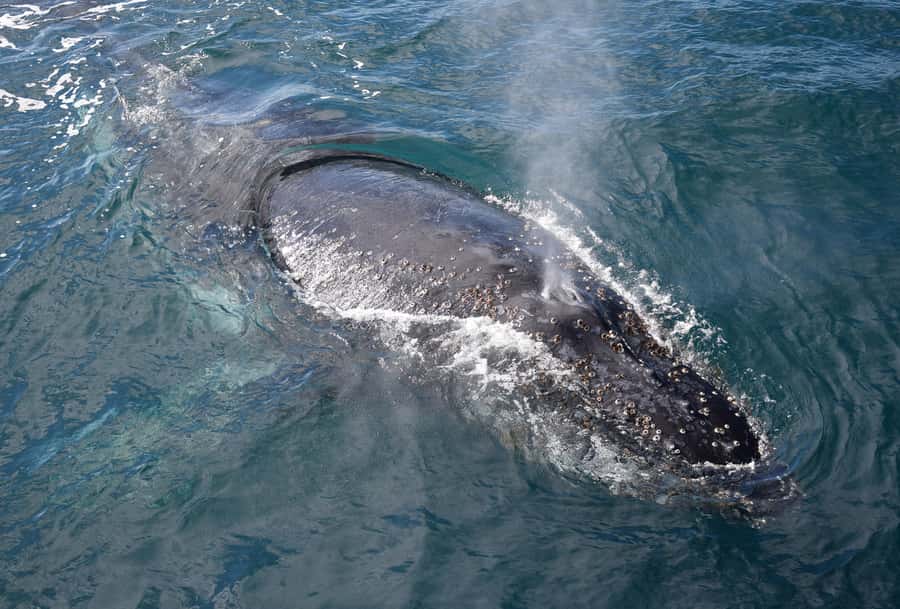 Philip Island: Dolphin and Whale Cruise - Should you book the Phillip Island whale cruise?