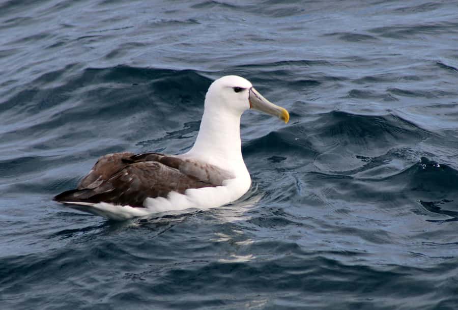 Philip Island: Dolphin and Whale Cruise - Following the southern coast on a winter wildlife search