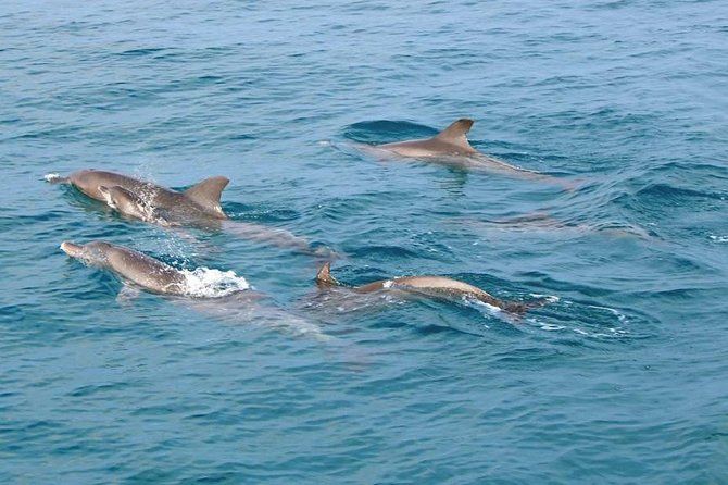 Phuket Dolphin Quest: Racha & Maiton Island Expedition - Why Racha and Maiton make a strong day from Phuket