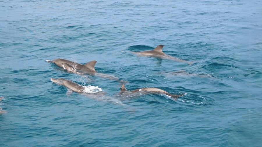 Phuket: Raya Island, Maithon Island, & Dolphin Spotting Tour - Weather, seasickness, and what to bring