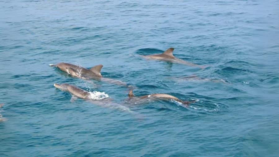 Phuket: Raya Island, Maithon Island, & Dolphin Spotting Tour - Hotel pickup and the early pier routine