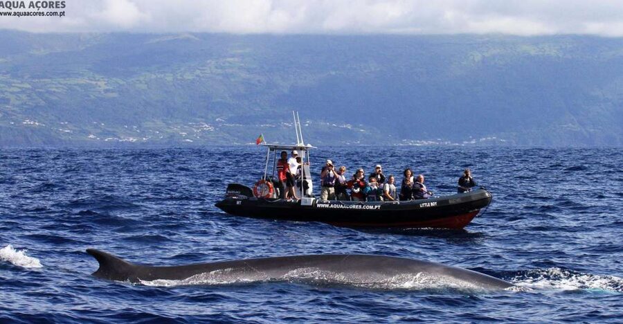 Pico Island: Azores Whale & Dolphin Watching on Zodiac Boat - Key points to know before you go