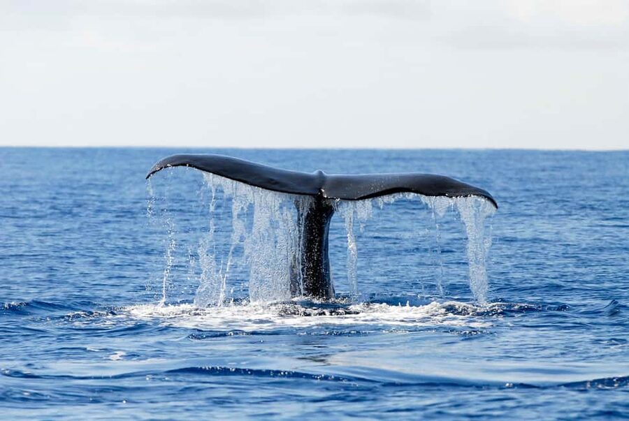 Pico Island: Azores Whale & Dolphin Watching on Zodiac Boat - The Pico shoreline from offshore