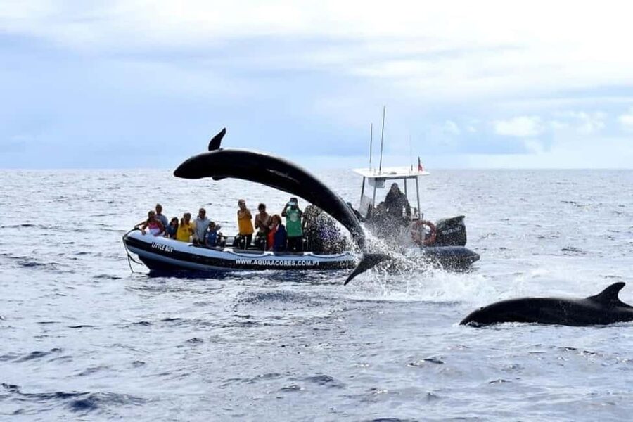 Pico Island: Azores Whale & Dolphin Watching on Zodiac Boat - Value at $53 per person