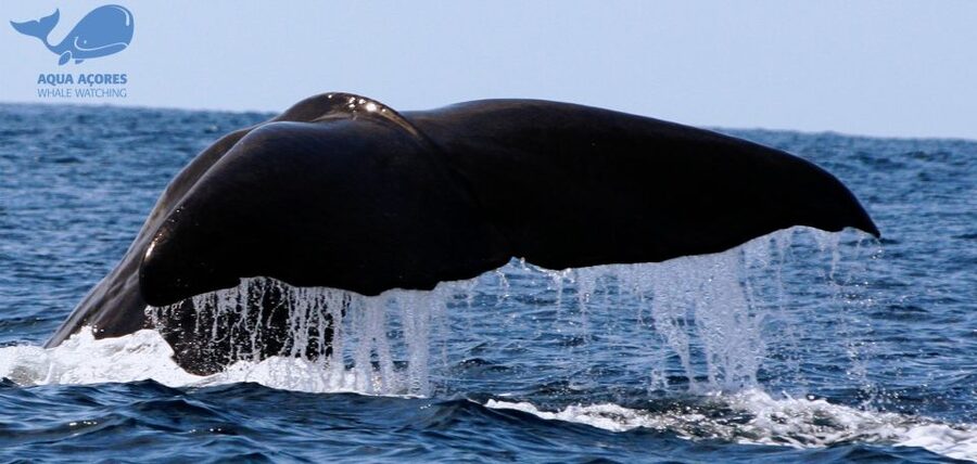Pico Island: Azores Whale & Dolphin Watching on Zodiac Boat - Why the Zodiac makes the trip exciting