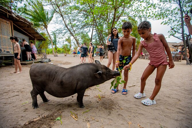 Pink Dolphin and Pig Island Snorkeling Tour from Koh Samui - Three Gulf of Thailand experiences in one day