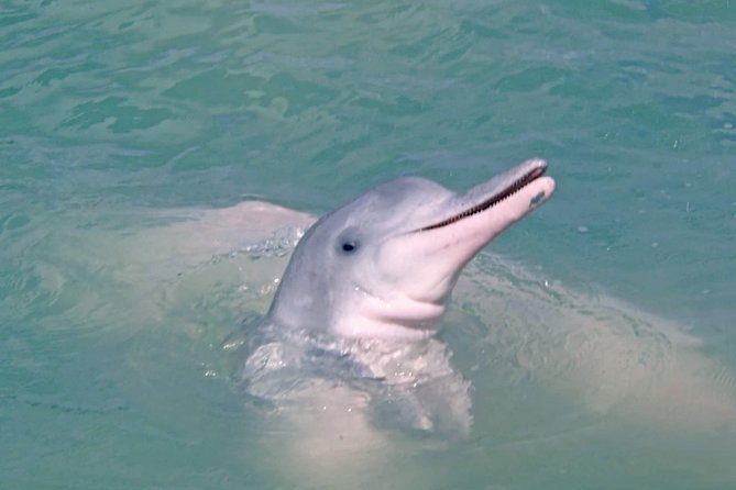 Pink Dolphin Spotting & Pig Island Speedboat Tour From Koh Samui - The real appeal: wildlife with no guarantee