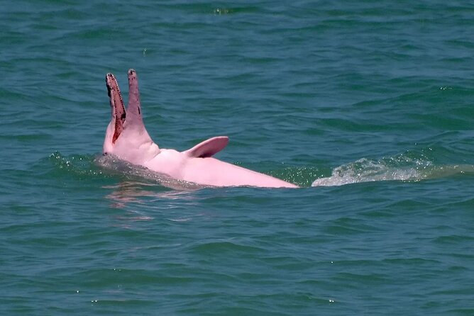 Pink Dolphin Spotting & Pig Island Speedboat Tour From Koh Samui - Pig Island: cute animals, clear water, and crowds