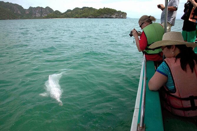 Pink Dolphin Spotting & Pig Island Speedboat Tour From Koh Samui - What the $87.19 price covers