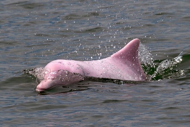 Pink Dolphin Spotting & Pig Island Speedboat Tour From Koh Samui - Who will enjoy this trip most