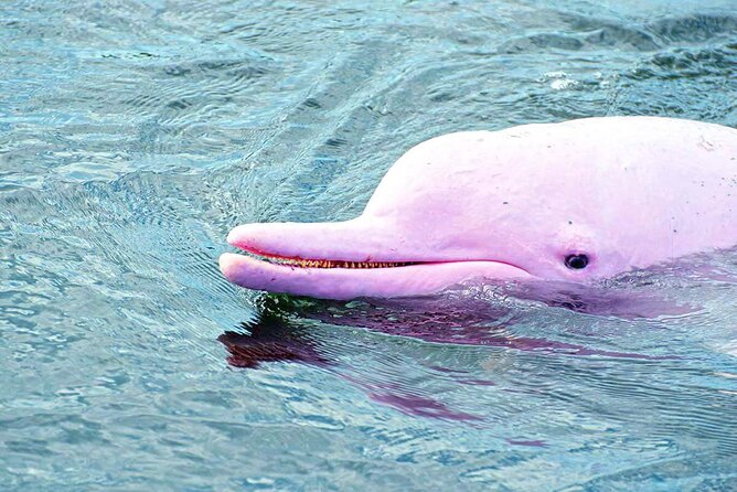 Pink Dolphin Spotting & Pig Island Speedboat Tour From Koh Samui - Weather, cancellation, and practical planning