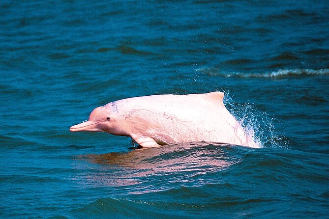 Pink Dolphin Spotting & Pig Island Speedboat Tour From Koh Samui - What the 8:00 am start really means