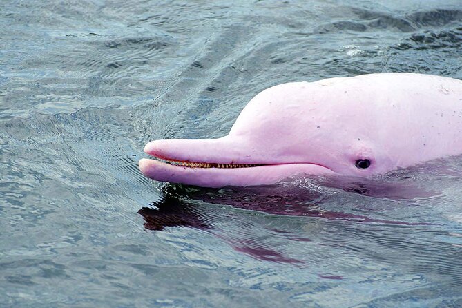 Pink Dolphin Spotting & Snorkelling Day Tour At Pigs Island - The $56 question: what you get for your money