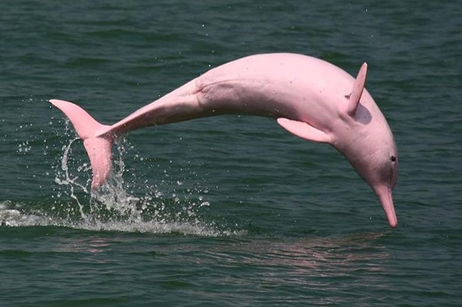 Pink Dolphin Spotting & Snorkelling Day Tour At Pigs Island - Searching for dolphins at Khanom Beach