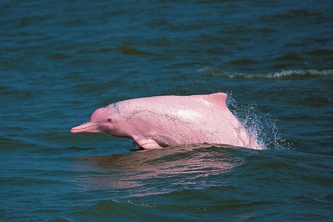 Pink Dolphin Spotting & Snorkelling Day Tour At Pigs Island - An early start from Koh Samui