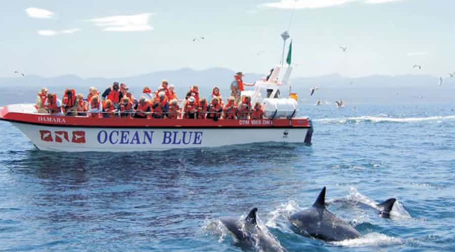 Plettenberg Bay: Dolphin and Marine Boat Tour - Key points to know before you book