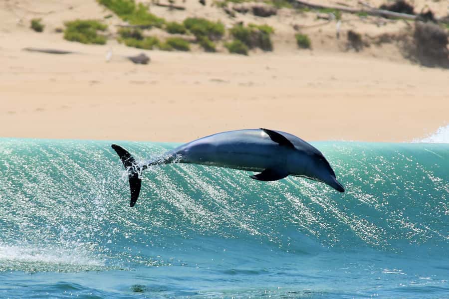 Plettenberg Bay: Dolphin and Marine Boat Tour - What to bring for a more comfortable outing