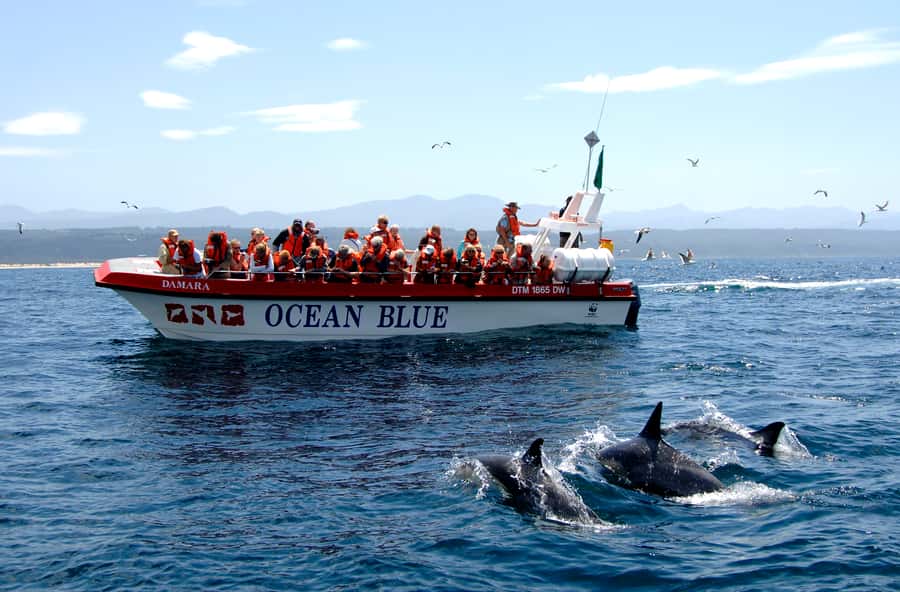 Plettenberg Bay: Dolphin and Marine Boat Tour - Why this 90-minute trip feels like more than a boat ride