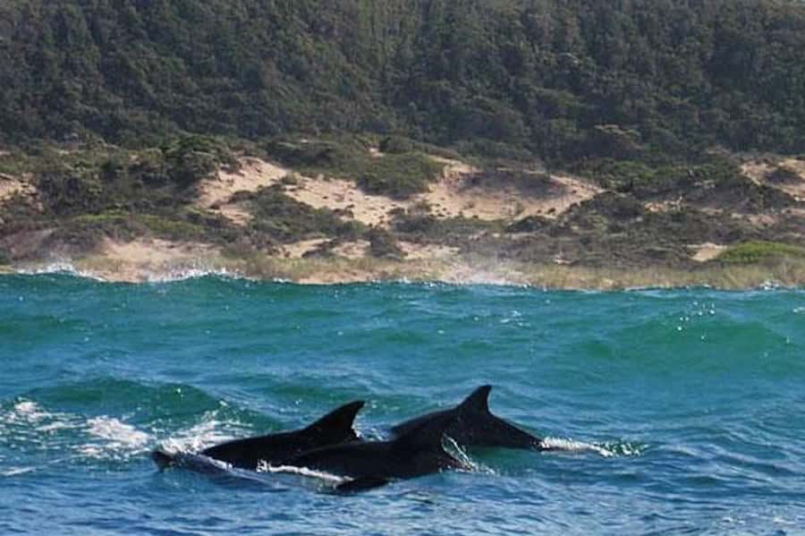 Plettenberg Bay: Dolphin and Marine Boat Tour - Crossing the bay with seabirds and possible whales