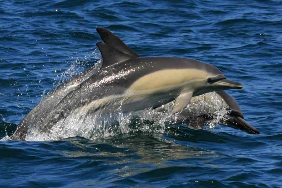 Plettenberg Bay: Dolphin and Marine Boat Tour - The sheltered side, seals, and Robberg’s rock formations