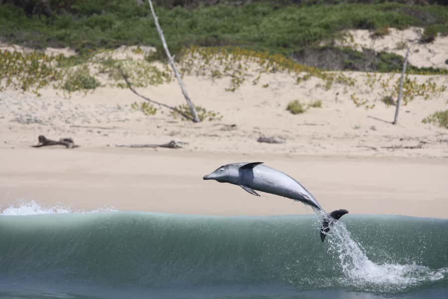 Plettenberg Bay: Dolphin and Marine Boat Tour - The return past Robberg Beach and Beacon Island