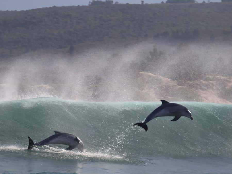 Plettenberg Bay: Dolphin and Marine Boat Tour - Who will enjoy the ride, and who should skip it