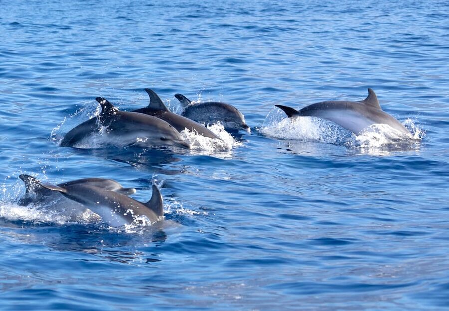 Pollença: Dolphin Watching Boat Excursion - Key points to know before you book