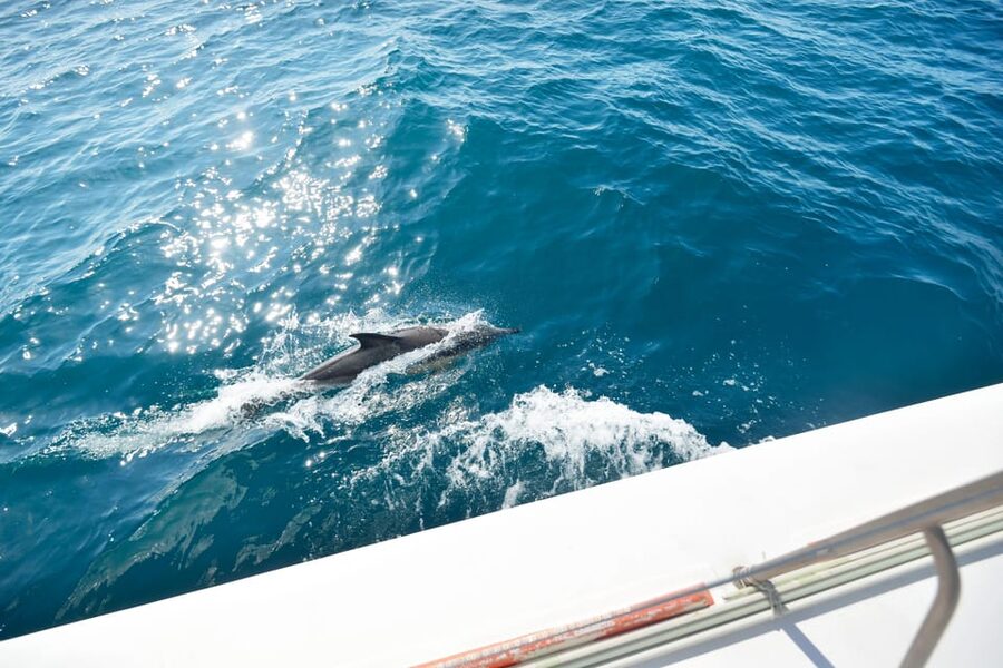 Pollença: Dolphin Watching Boat Excursion - Looking for dolphins without chasing them