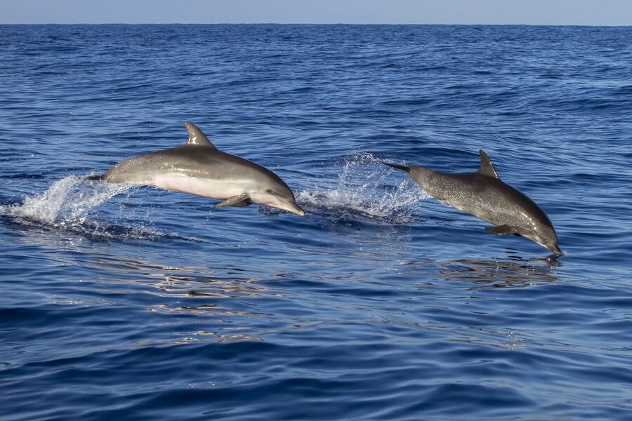 Poreč: Dolphin Spotting Cruise with Included Drinks - Setting Out From Poreč Port on the Fjera
