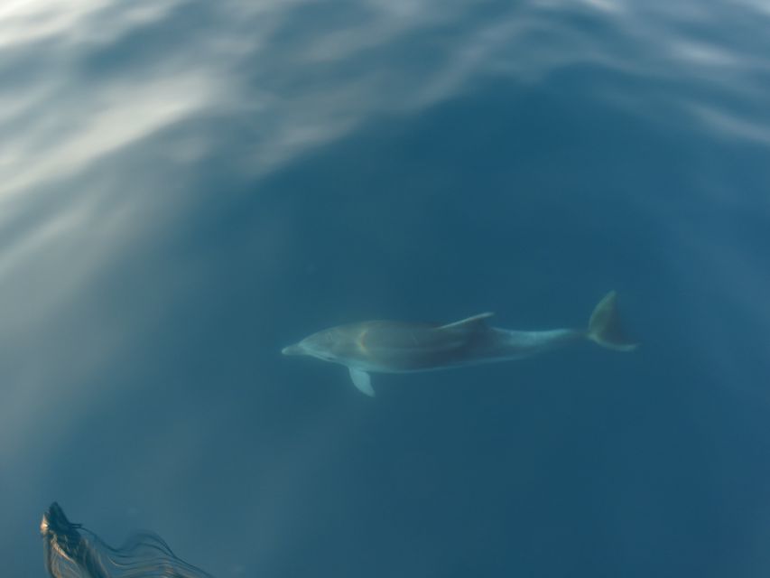 Poreč: Dolphin Spotting Cruise with Included Drinks - Is the Poreč Dolphin Cruise Worth Booking?