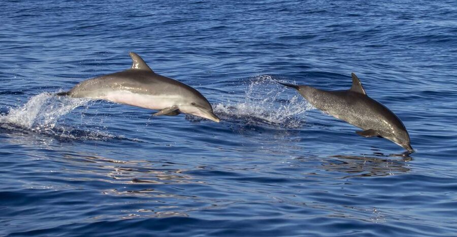 Poreč: Dolphin Spotting Cruise with Included Drinks - Unlimited Wine and Water on a Short Sea Trip