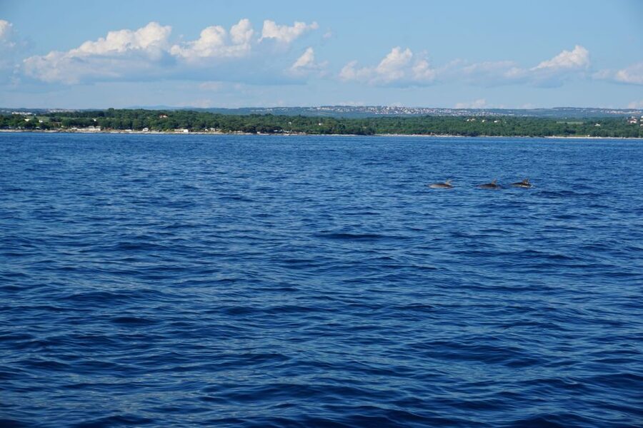 Poreč: Dolphin Spotting Cruise with Included Drinks - Weather Can Change the Plan