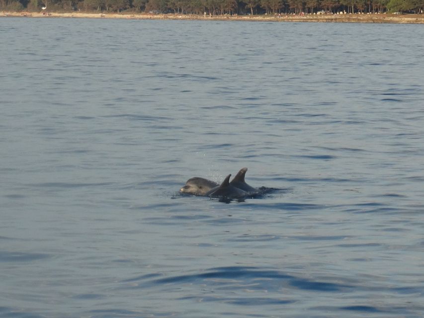 Poreč: Dolphin Spotting Cruise with Included Drinks - Who Will Enjoy This Cruise Most