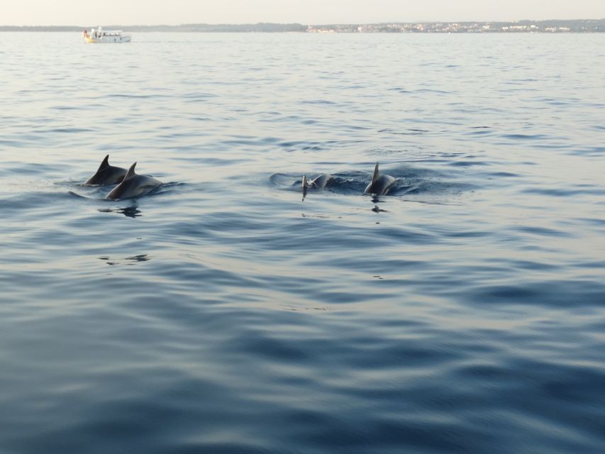 Poreč: Dolphin Spotting Cruise with Included Drinks - Searching for Dolphins Without False Promises