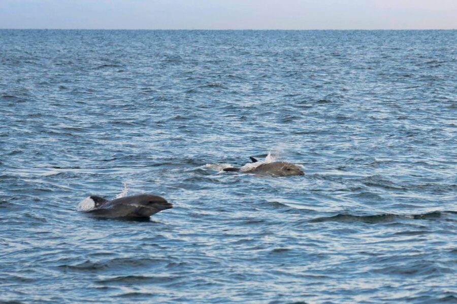 Poreč: Evening Boat Trip to Discover Dolphins - Should You Book It?