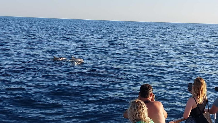Poreč: Sunset Dolphin Safari with Dinner and Drinks - Watching for dolphins along Istria’s west coast