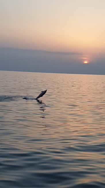 Poreč: Sunset Dolphin Safari with Dinner and Drinks - Sunset dinner with three straightforward menus
