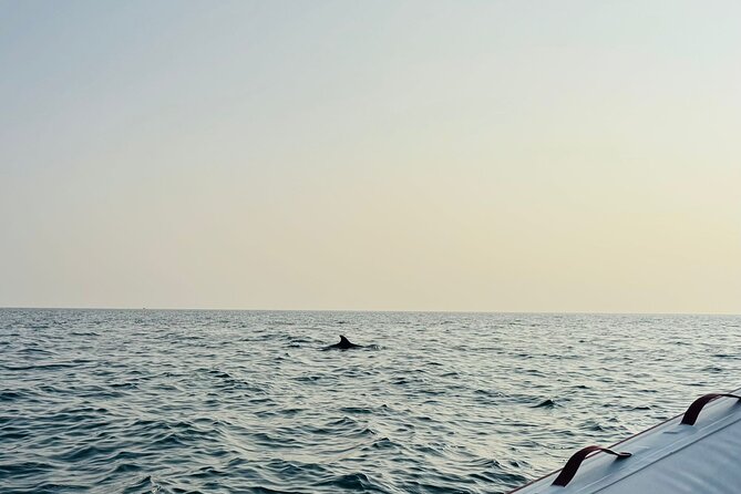 Porec Sunset Shared Cruise on Speedboat with Dolphin Sightseeing - Price, timing, and the practical tradeoffs